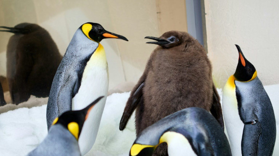 Australie: un poussin manchot royal de plus de 23 kg devient une star