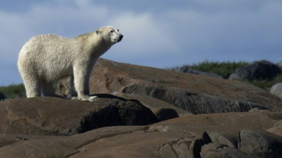 La vida decadente del oso polar lejos de la banquisa