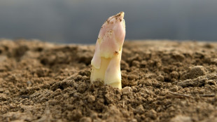 Mann stiehlt 80 Kilogramm Spargel in Brandenburg