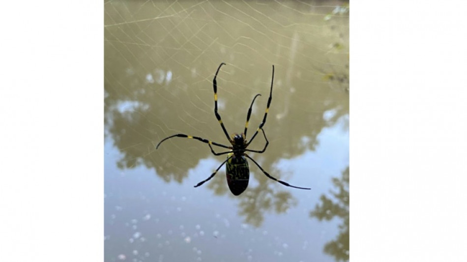 Huge spiders to colonize US East Coast, but maybe it's a good thing