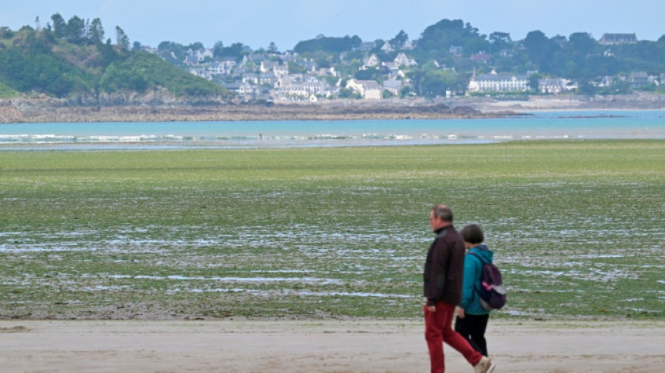 Algues vertes: l'État de renforcer son action contre les pollutions aux nitrates