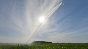 Dérogation pour l'usage accru d'un insecticide sur les betteraves, "insuffisant" pour les cultivateurs