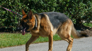 Polizeihund findet vermisstes Kind schlafend in Hinterhof