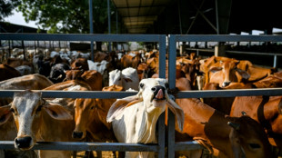 Vacas sagradas da Índia a serviço da transição energética