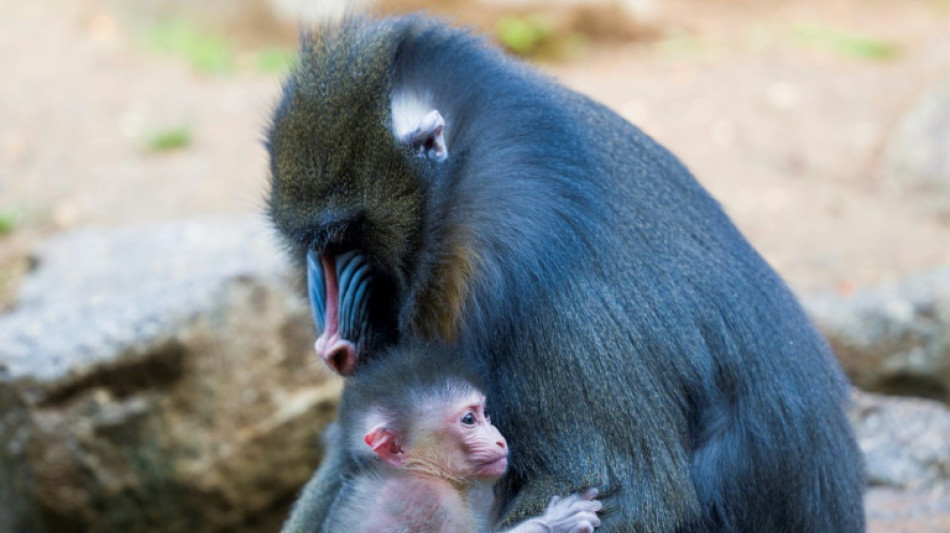 Chez les mandrills, l'hygiène se transmet de mère en fille