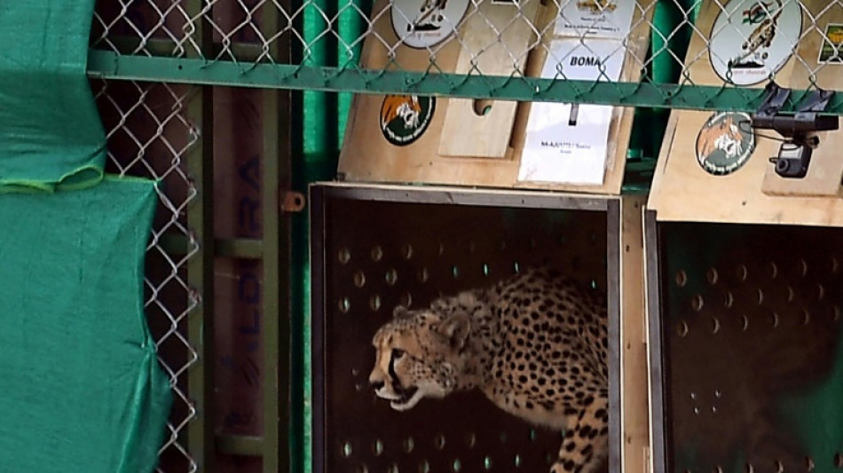 Second cheetah brought from Africa dies in India