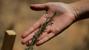 Disaster-hit Chilean park sows seeds of fire resistance