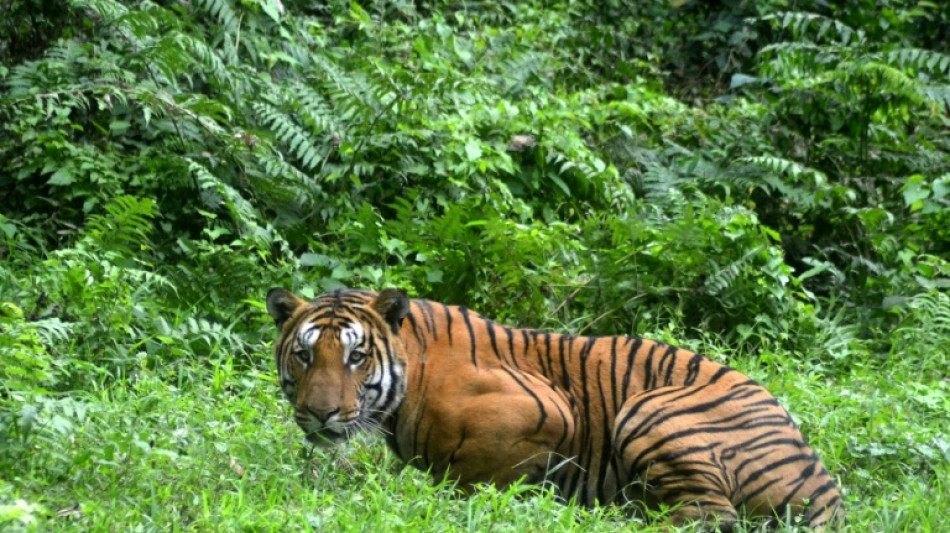 El tigre del Himalaya se aventura a vivir cada vez más alto 