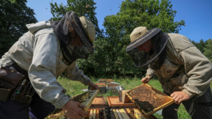 'Bees starving' in disastrous year for French honey 