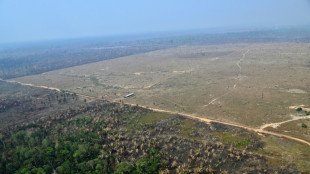 La deforestación fragmenta la Amazonia y aísla el 23% de sus bosques, dice un estudio