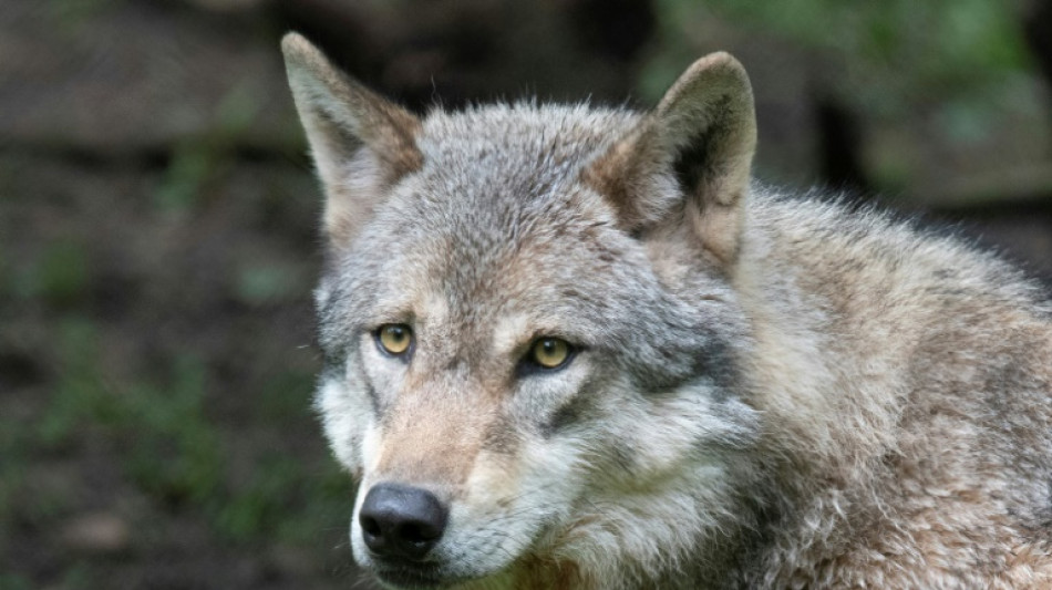 Protections drop for wolves in most of Europe