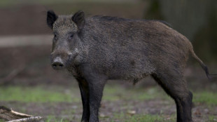 Verletztes Wildschwein rennt in Laden - Tier in Niedersachsen von Polizei erlegt