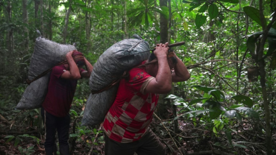 Le dur labeur des ramasseurs de noix du Brésil dans la jungle amazonienne