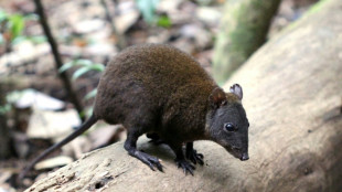 L'origine du saut des kangourous éclairée par un petit marsupial