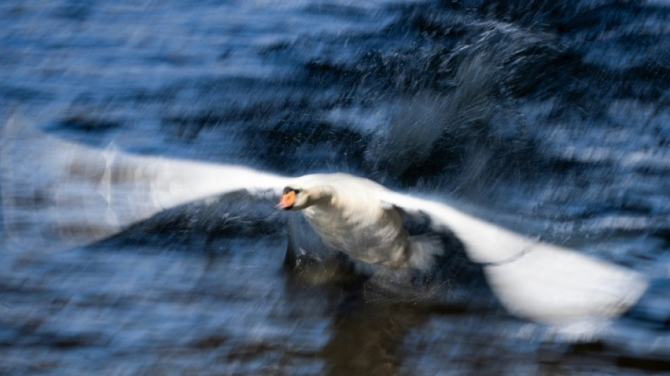 Schwan muss nach Flugunfall in Essen aus Brückengeländer befreit werden