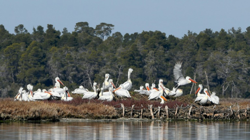 Climate change fuels drop in Albania's migrant birds