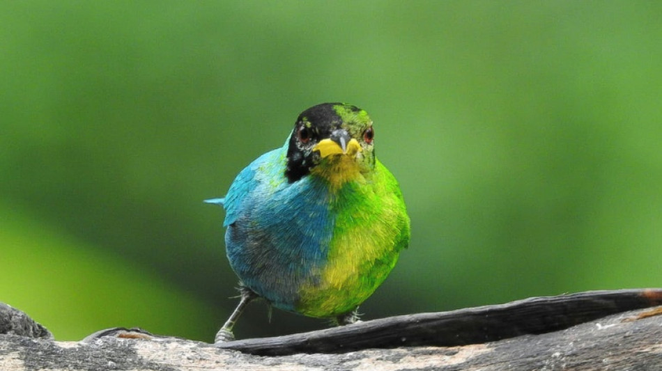 Mitad macho, mitad hembra: el extraño pájaro avistado en Colombia