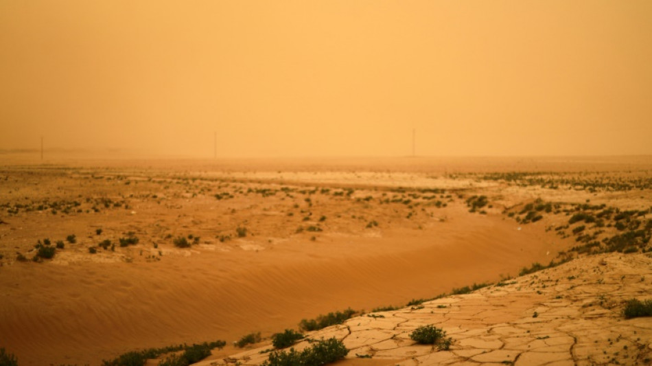 La sequía en Siria transforma los campos de trigo en forraje