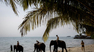 Un elefante mata a una turista española en un santuario en Tailandia