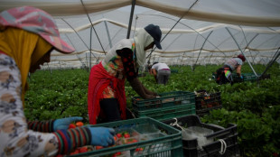 Puits illégaux et marais en péril: en Espagne, les fraises de la discorde