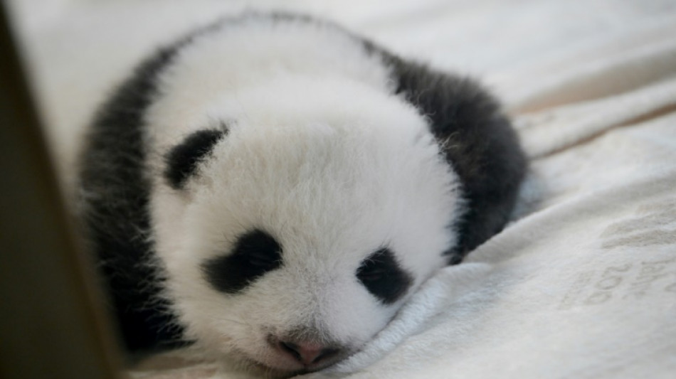 Entrée en scène des bébés pandas jumeaux au zoo de Berlin