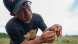 "Mauvaise herbe" deviendra grande: l'Inirida, une fleur amazonienne emblème de la COP16