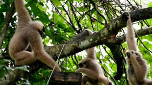 Especies amenazadas reviven en histórico Angkor Wat de Camboya