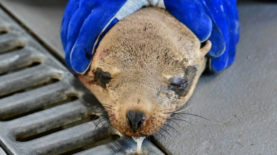 En Californie, des algues contaminées font des ravages chez les otaries