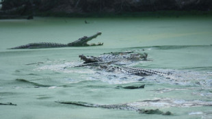 Crocodile mauls woman to death in Indonesia