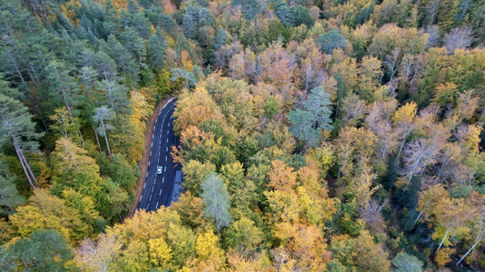 Studien: Wälder mit mehr Artenvielfalt können dem Klimawandel besser trotzen