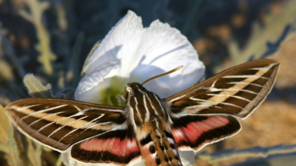 Les pollinisateurs nocturnes malmenés eux aussi par la pollution atmosphérique