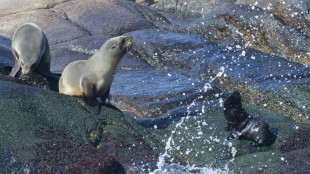 Isla de Lobos en el Atlántico pasa a ser área natural protegida de Uruguay