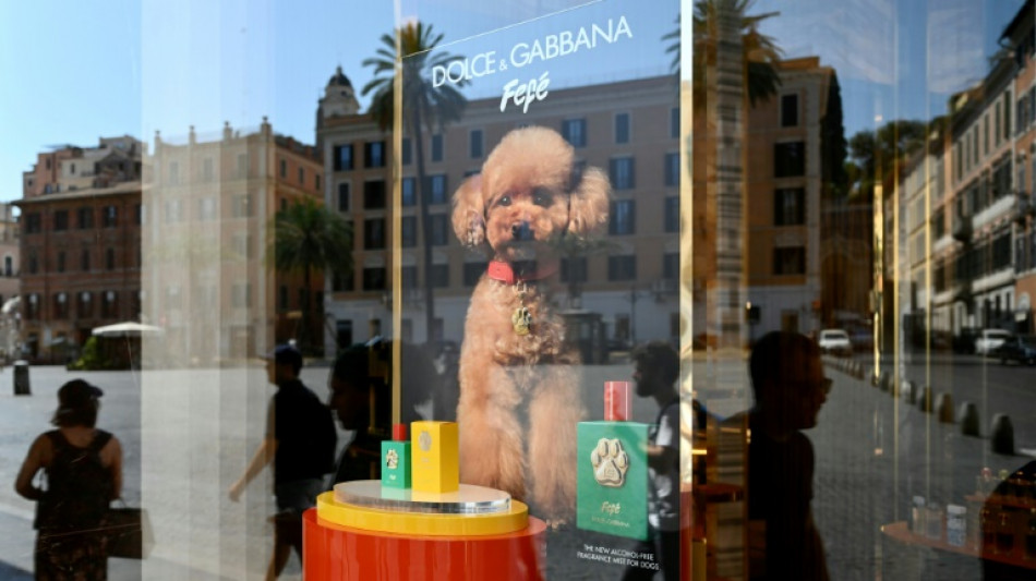 Dolce&Gabbana lança perfume para cães por mais de US$ 100