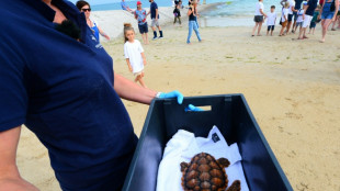 Sur l'Île de Ré, des tortues retrouvent l'océan après avoir été soignées