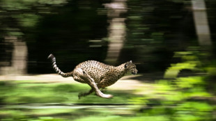 Huit guépards de Namibie arrivés en Inde, avant leur réintroduction dans la nature