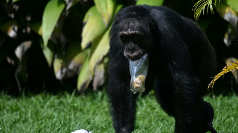 Colombia traslada a su último chimpancé en cautiverio a un santuario en Brasil