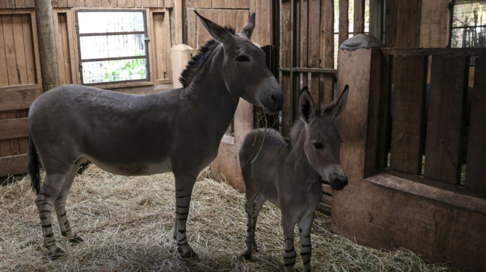 Nace en el zoológico de Santiago un raro asno de Somalia en peligro de extinción