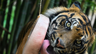 Au zoo de Rome, des sorbets pour rafraîchir les animaux 