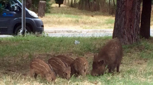 Eradicata la Peste suina a Roma e revoca zone restrizione