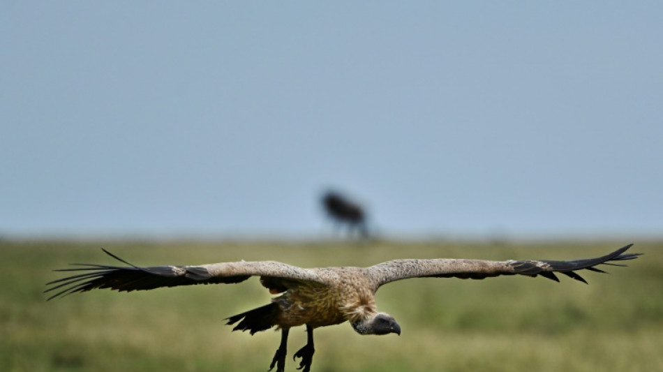 Africa's large birds of prey facing 'extinction crisis': study