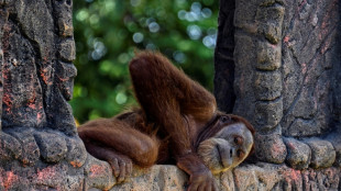 NGOs take aim at Indonesia over orangutans, academic freedom