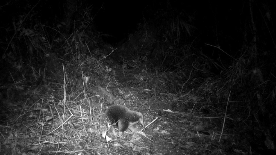 Elusive Attenborough echidna rediscovered in Indonesia