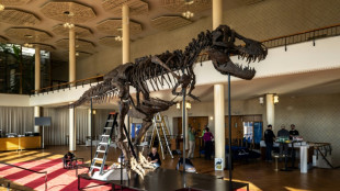 Scientists have bone to pick with T-Rex skeleton set to sell for millions