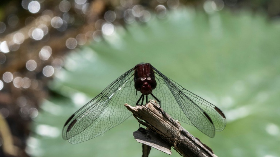 Lemke mahnt zu gemeinsamem Blick auf Schutz von Klima und Biodiversität