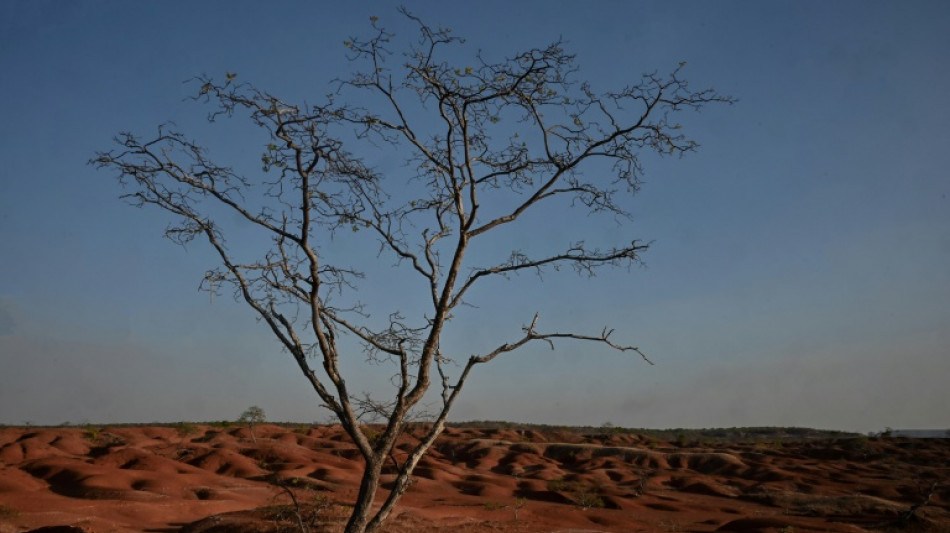 Agricultores brasileños resisten a la desertificación de sus tierras