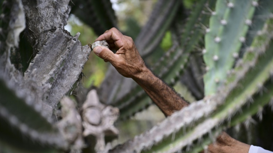 Agroecologia, uma arma contra a desertificação na Caatinga