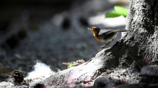 Zollbeamte entdecken in Baden-Württemberg 130 tiefgefrorene Singvögel in Gepäck