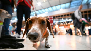 Une "pattes-patrouille" apaise les voyageurs à l'aéroport "maudit" de Berlin