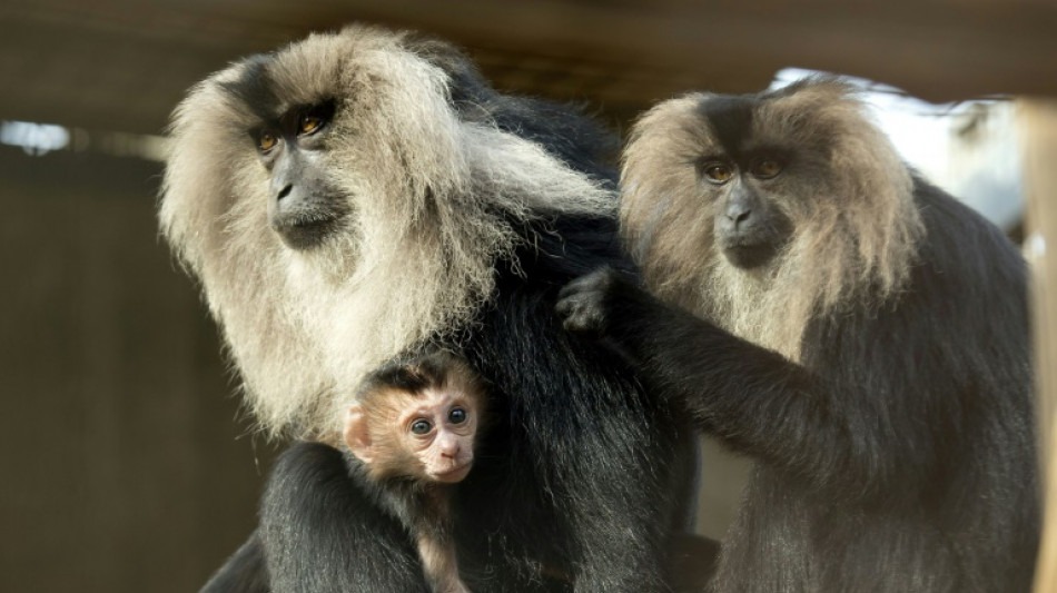 Aus Leipziger Zoo gestohlener Affe auf Baum wiedergefunden