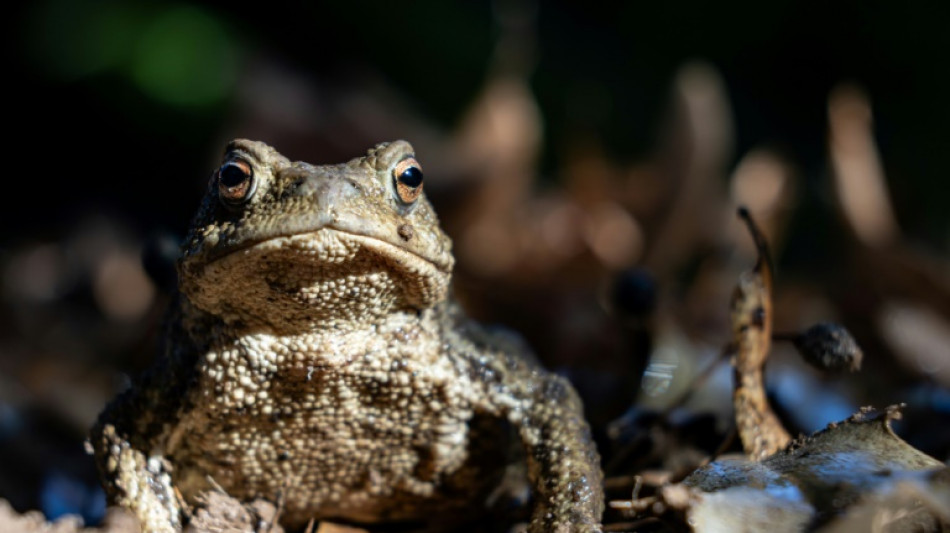 Steigende Temperaturen: Kröten gehen auf Wanderschaft